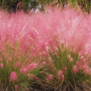 Pink Grass Plants Live - Ornamental Grass Plant 5-7 Inches Easy Grow
