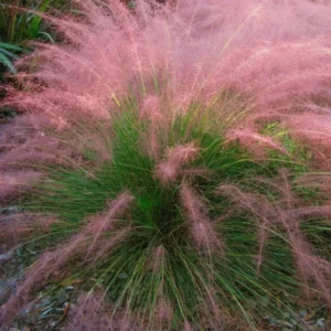 Pink Grass Plants Live - Ornamental Grass Plant 5-7 Inches Easy Grow