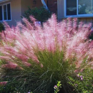 Pink Grass Plants Live - Ornamental Grass Plant 5-7 Inches Easy Grow