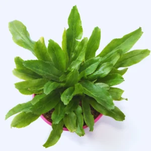 Culantro Plants Live - 4 Pack - Culinary Herb - 4-6 Inches Tall - Vegetable Plant