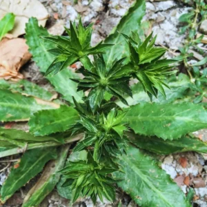 Culantro Plants Live - 4 Pack - Culinary Herb - 4-6 Inches Tall - Vegetable Plant