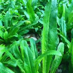 Culantro Plants Live Set of 4, 4-6 Inch, Culinary Herb Vegetable Plant