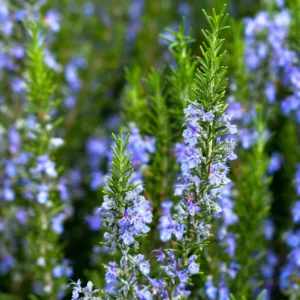 Rosemary Plants Live - 3 Pack - 3-5 Inch Herb Plants - Indoor/Outdoor Gardening