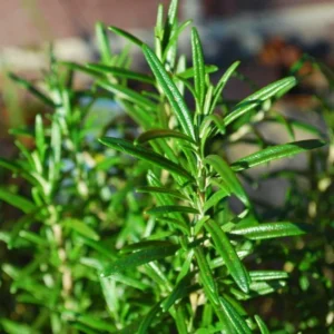 Rosemary Plants Live - 3 Pack - 3-5 Inch Herb Plants - Indoor/Outdoor Gardening