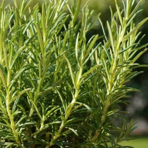 Rosemary Plants Live - 3 Pack - 3-5 Inch Herb Plants - Indoor/Outdoor Gardening