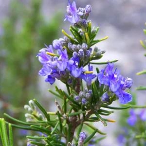 Rosemary Plants Live - 3 Pack - 3-5 Inch Herb Plants - Indoor/Outdoor Gardening