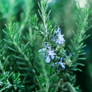 Rosemary Plants Live - 3 Pack - 3-5 Inch Herb Plants - Indoor/Outdoor Gardening