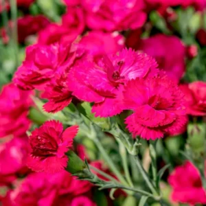 Red Carnation Plant Live - Trailing Flower Plug - 4-7 Inch - Red Blooms