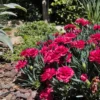 Red Carnation Plant Live - Trailing Flower Plug - 4-7 Inch - Red Blooms