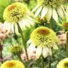 Coneflower Live Plant Well Rooted Plug 4-6 Inch Perennial Echinacea