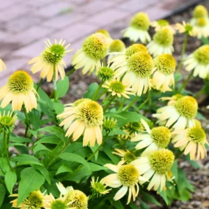 Coneflower Live Plant Well Rooted Plug 4-6 Inch Perennial Echinacea