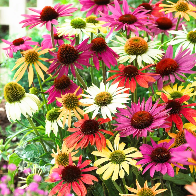 Echinacea Coneflower Plants Live - Perennial Plug, 4-6 Inch Well-Rooted