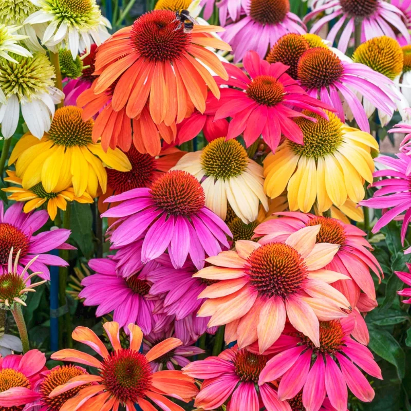 Echinacea Coneflower Plants Live - Perennial Plug, 4-6 Inch Well-Rooted