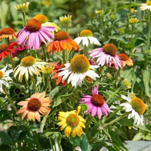 Echinacea Coneflower Plants Live - Perennial Plug, 4-6 Inch Well-Rooted