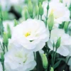 Lisianthus Plant Live - Well Rooted Plug 3-5" Tall - Thornless Roses