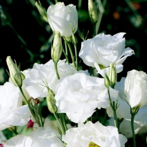 Lisianthus Plant Live - Well Rooted Plug 3-5