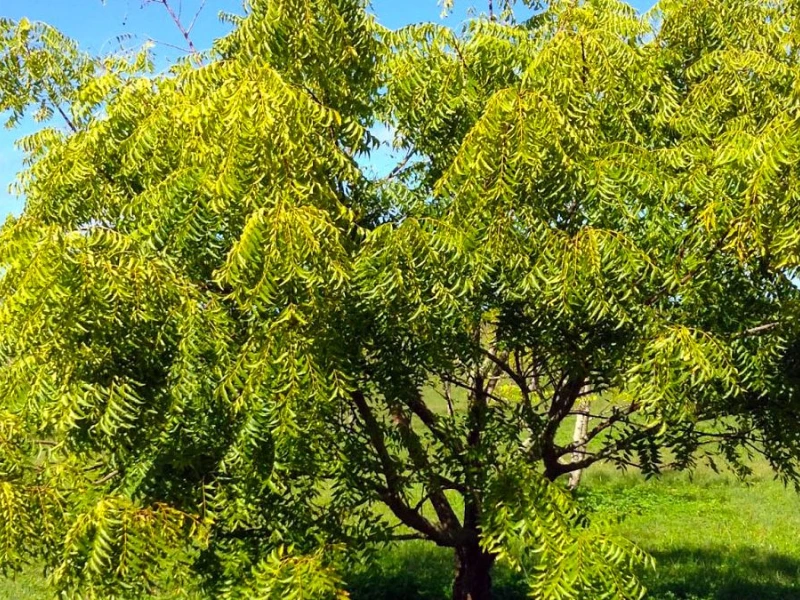 Neem trees are excellent at improving soil quality, preventing erosion, and providing shade in areas where other trees might not thrive