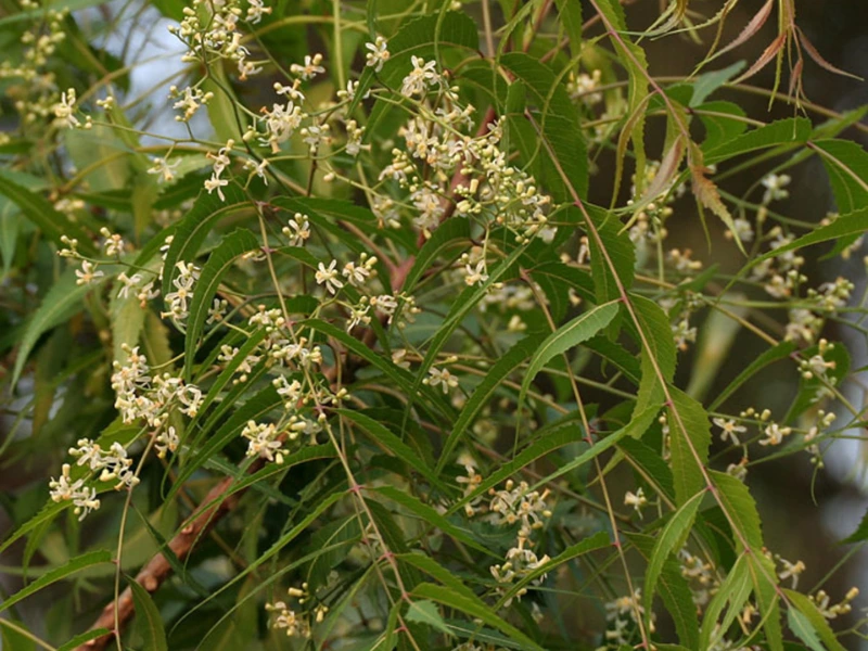 sweet neem flowers