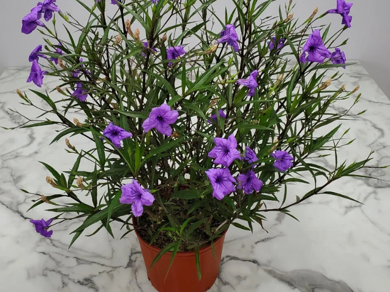 Mexican Petunias in pots