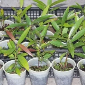 Apple Syzygium Jambos Tropical Fruit Live Plant