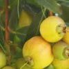 Apple Syzygium Jambos Tropical Fruit Live Plant