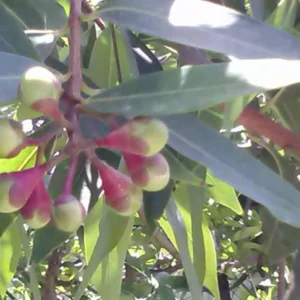 Apple Syzygium Jambos Tropical Fruit Live Plant