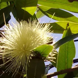 Apple Syzygium Jambos Tropical Fruit Live Plant