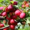 American Plum Plants Live - 3 Bareroot Red Plum Fruit Trees 1-2 Feet