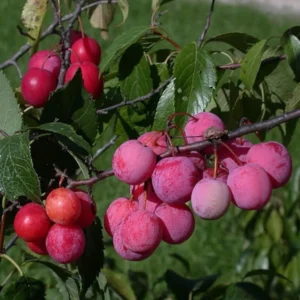 American Plum Plants Live - 3 Bareroot Red Plum Fruit Trees 1-2 Feet