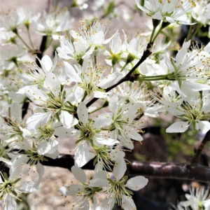 American Plum Plants Live - 3 Bareroot Red Plum Fruit Trees 1-2 Feet
