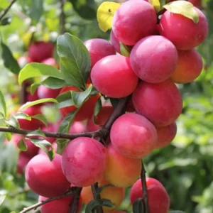 American Plum Trees Live Plants - 1-2 Ft Bareroot Sweet Plum Fruit Trees