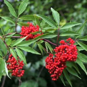 Red Elderberry Plant Live Bareroot - 12-18 Inch American Elderberry Bush