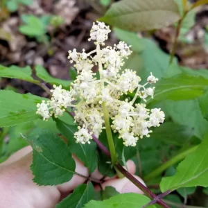 Red Elderberry Plant Live Bareroot - 12-18 Inch American Elderberry Bush