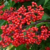 Red Elderberry Plant Live Bareroot - 12-18 Inch American Elderberry Bush