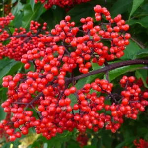 Red Elderberry Plant Live Bareroot - 12-18 Inch American Elderberry Bush