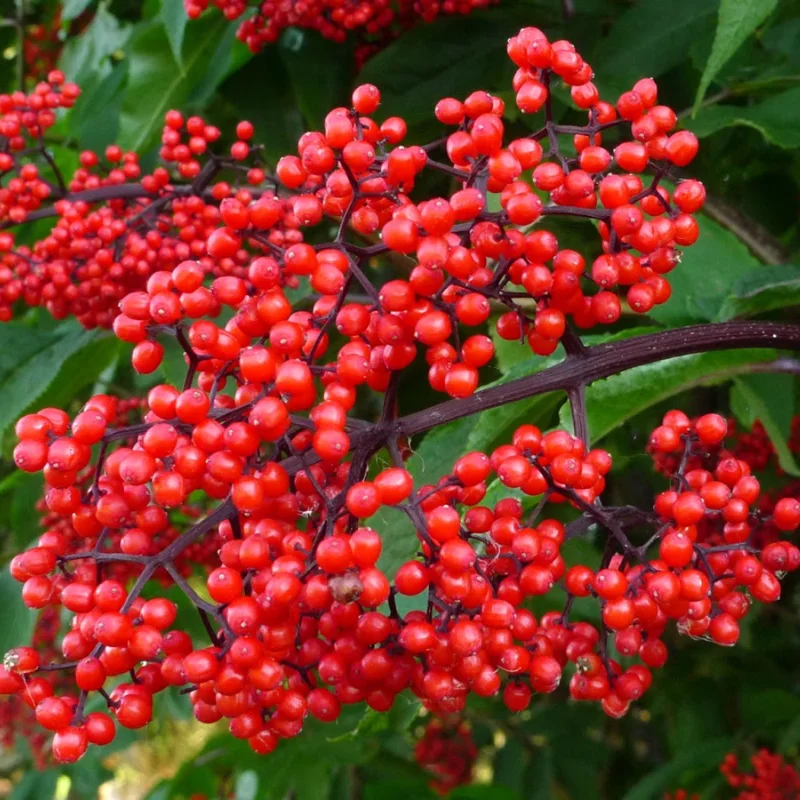 Red Elderberry Plant Live Bareroot - 12-18 Inch American Elderberry Bush