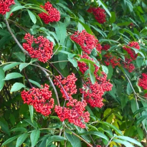 Red Elderberry Plant Live Bareroot - 12-18 Inch American Elderberry Bush