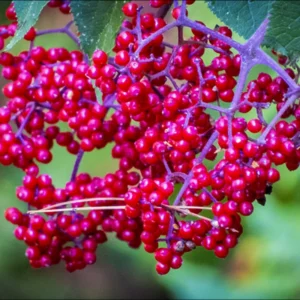 Red Elderberry Plant Live Bareroot - 12-18 Inch American Elderberry Bush