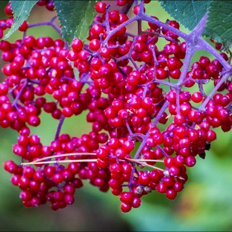 Red Elderberry Plant Live Bareroot - 12-18 Inch American Elderberry Bush