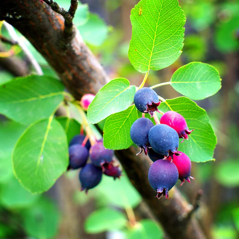 Serviceberry Trees - 2 Live Juneberry Plants 12-18" Seedlings for Home Orchards
