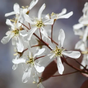 Serviceberry Trees - 2 Live Juneberry Plants 12-18