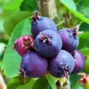Serviceberry Trees - 2 Live Juneberry Plants 12-18" Seedlings for Home Orchards