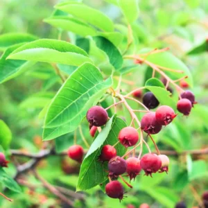 Serviceberry Trees Set of 3 Live Juneberry Plants 1-1.5 Ft Edible Berry Seedlings