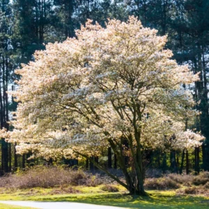 Serviceberry Trees Set of 3 Live Juneberry Plants 1-1.5 Ft Edible Berry Seedlings