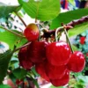 Red Cherry Tree Live Plant - 1.5-2 Ft Bareroot Cherry Fruit Tree