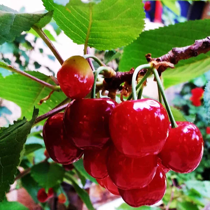 Red Cherry Tree Live Plant - 1.5-2 Ft Bareroot Cherry Fruit Tree