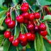 Red Cherry Tree Live Plant - 1.5-2 Ft Bareroot Cherry Fruit Tree