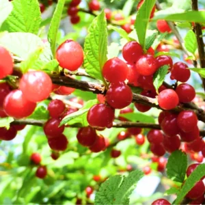 Red Cherry Tree Live Plant - 1.5-2 Ft Bareroot Cherry Fruit Tree