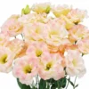 Eustoma Lisianthus Plant Live - 3-5" Plug, Pink Yellow Thornless Roses