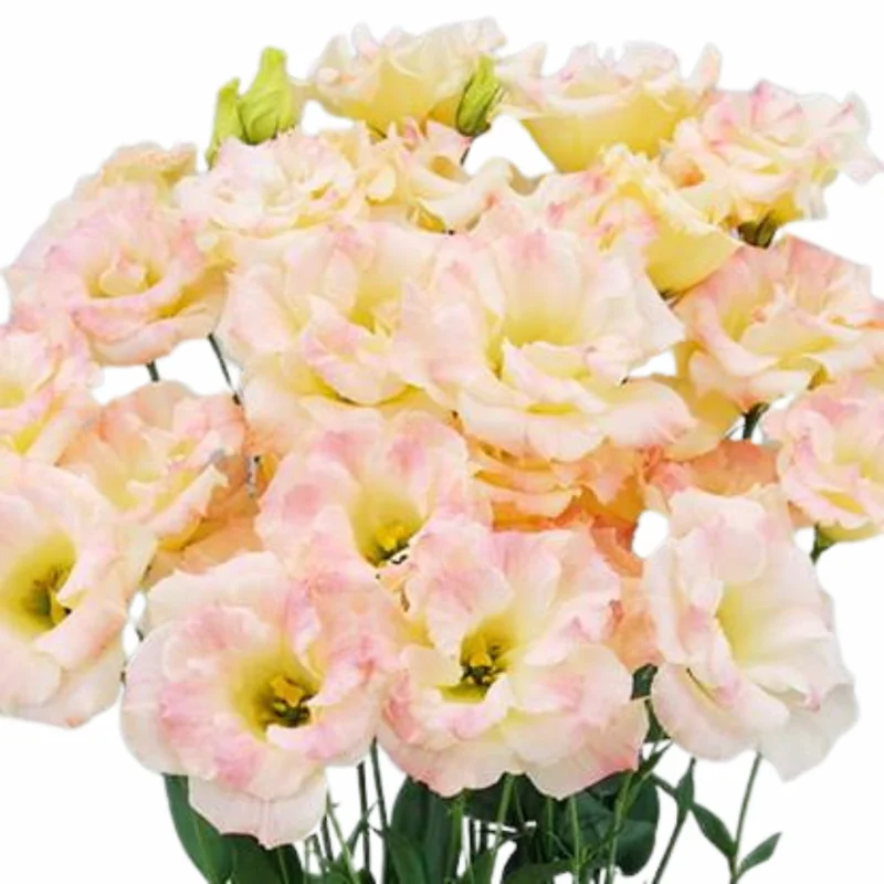 Eustoma Lisianthus Plant Live - 3-5" Plug, Pink Yellow Thornless Roses